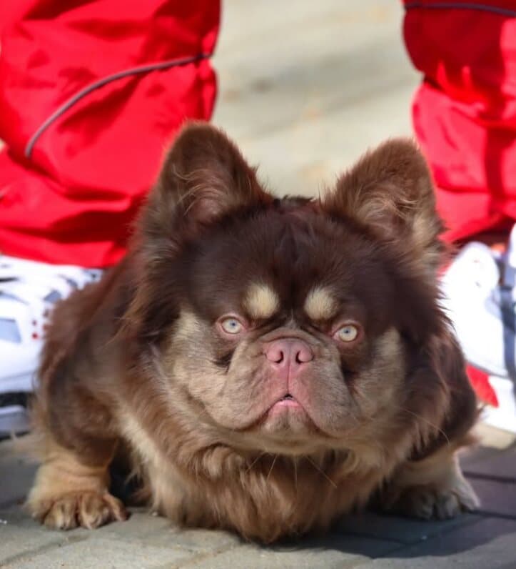 Pink HP, Chocolate and tan fluffy