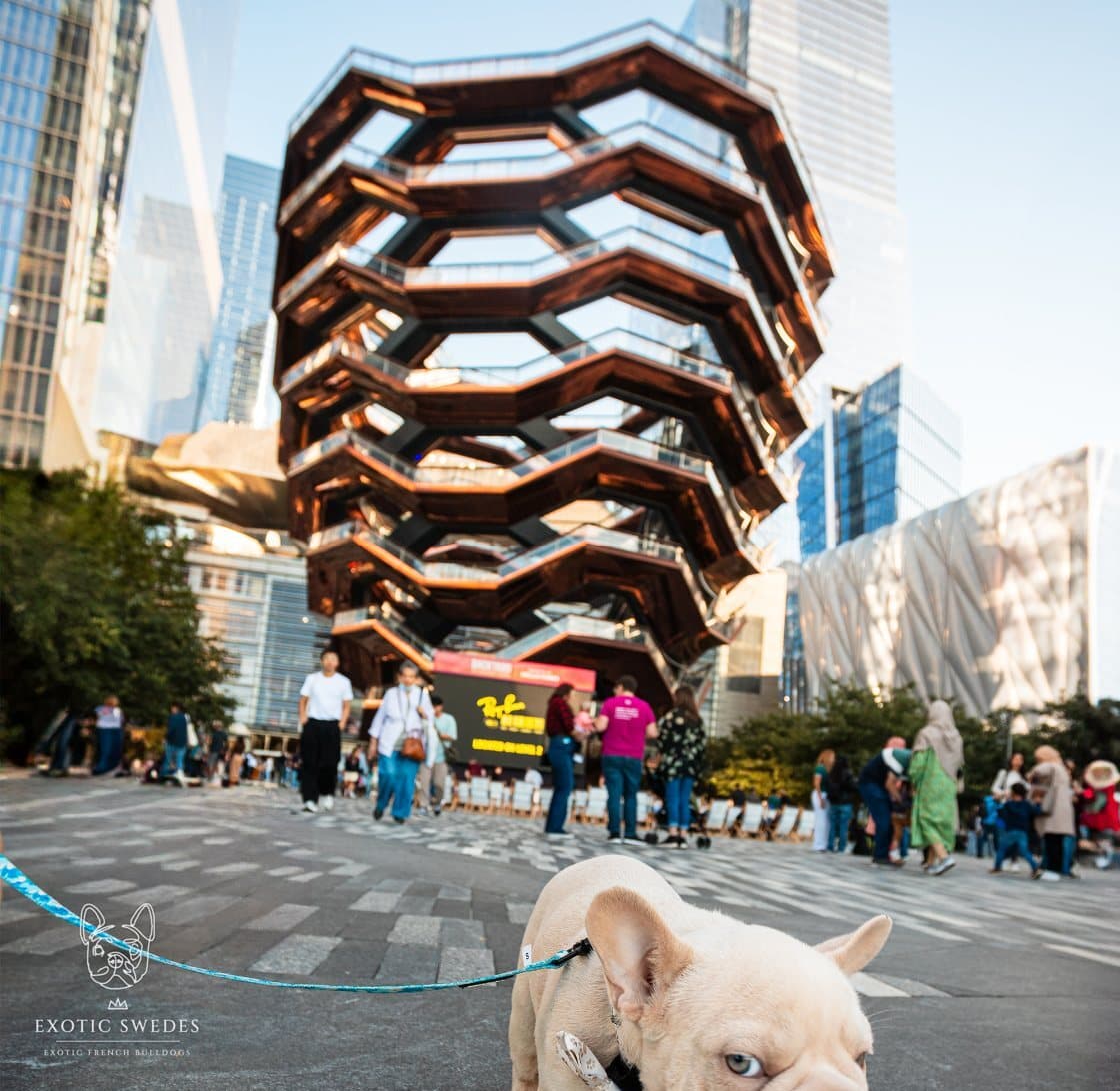 Cream French Bulldog puppy on a city walk