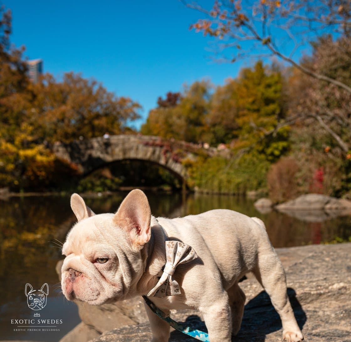 Two French Bulldogs outside a brownstone