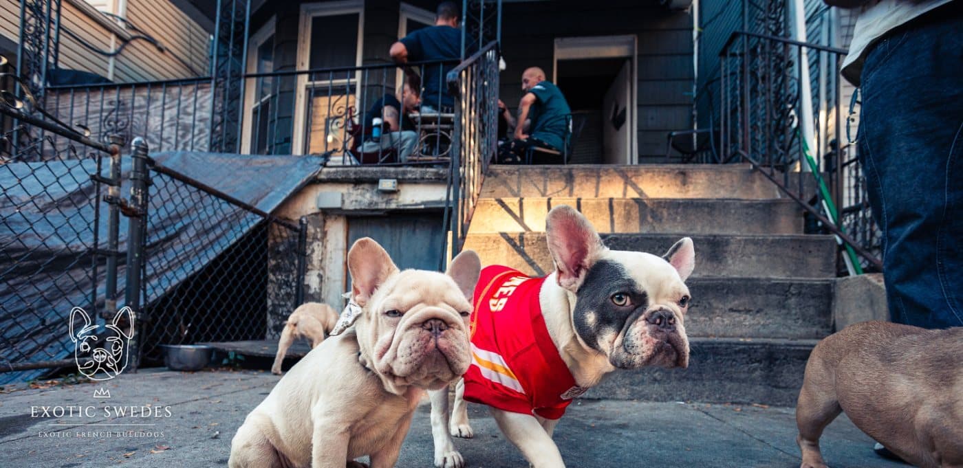 French Bulldog puppy on a wooden bridge