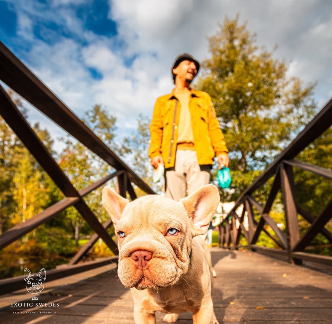 Isabella French Bulldog puppies