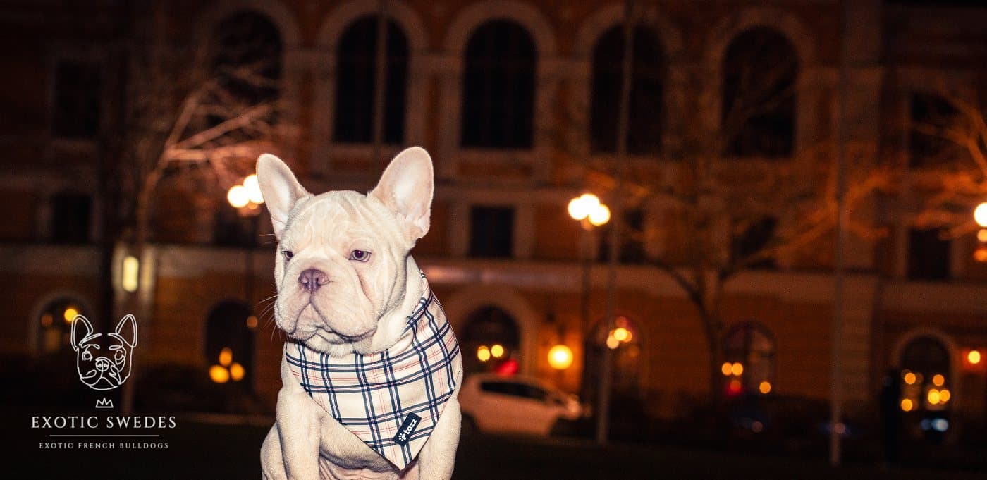 Pink French Bulldog puppies