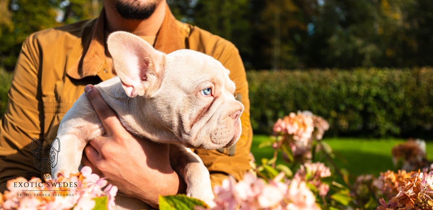 A lilac French Bulldog puppy held in a garden