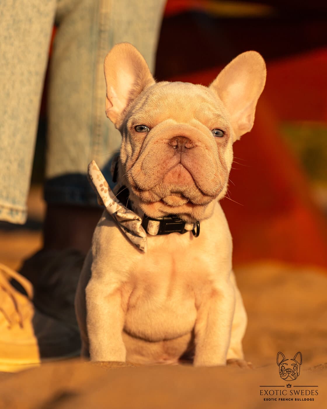 Big rope French Bulldog puppies