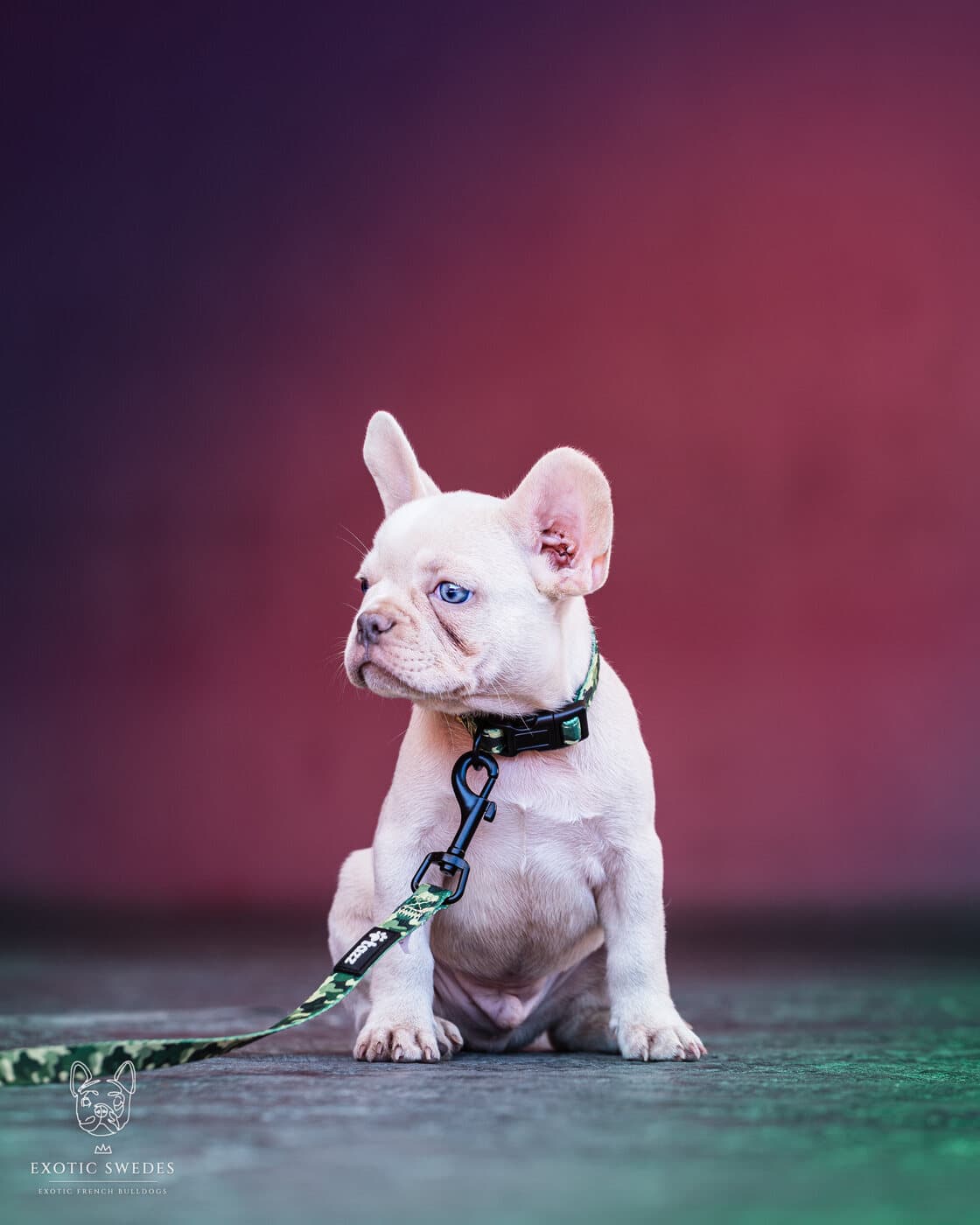 Blanco, Platinum French Bulldog