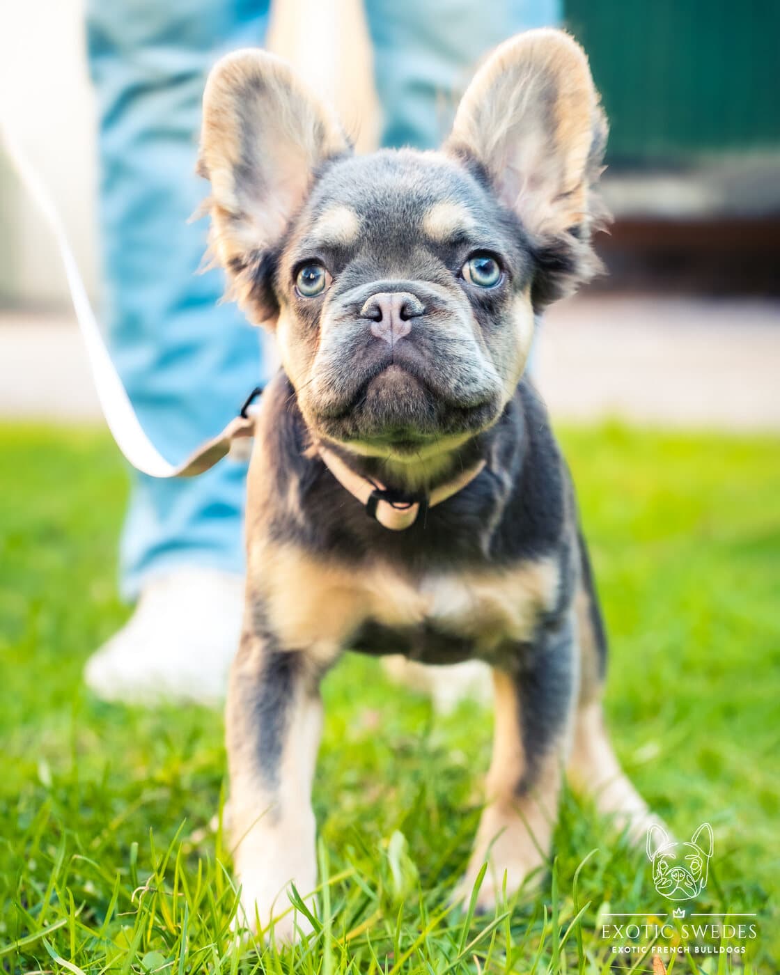 Fluffy French Bulldog puppies