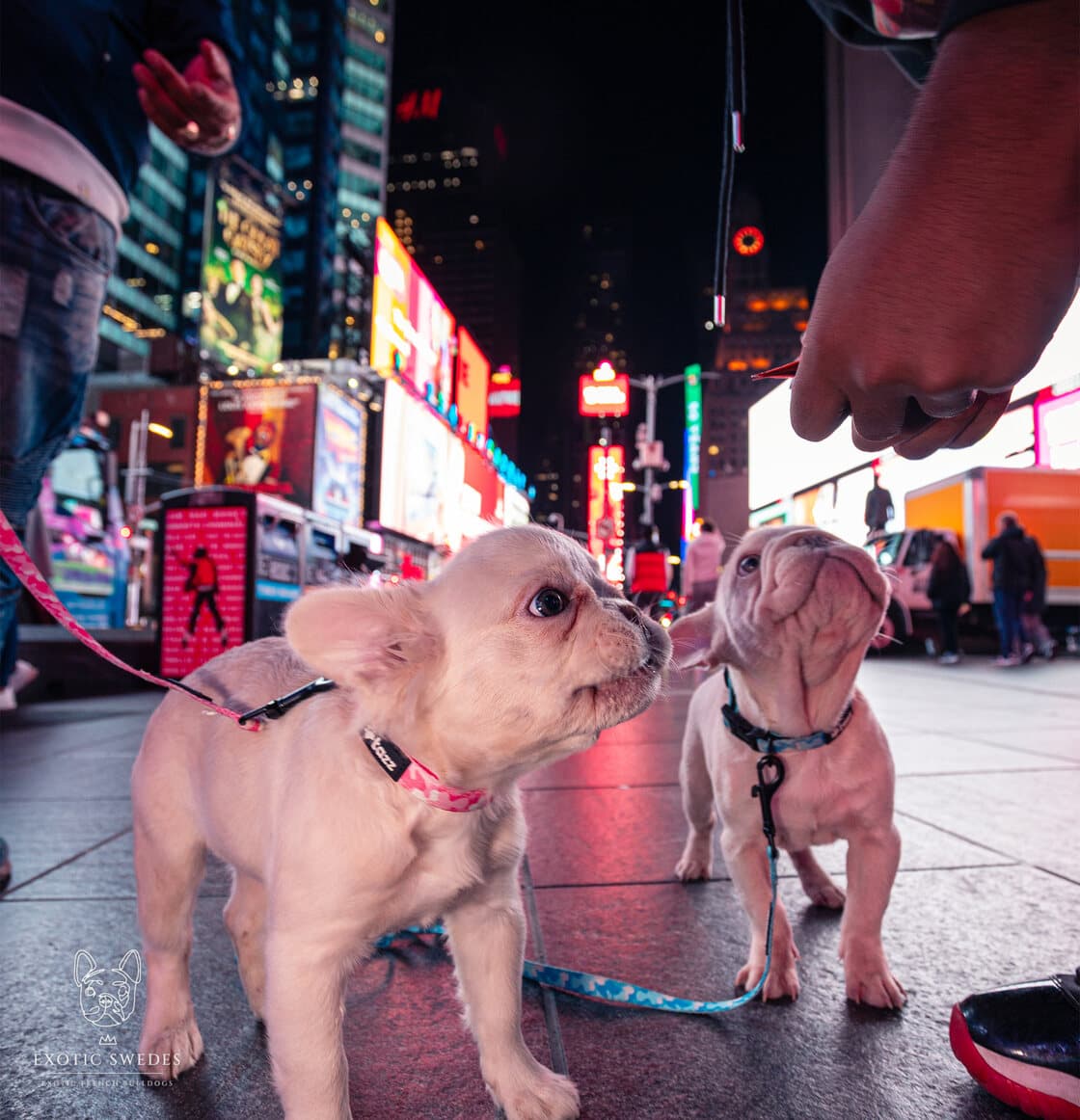 Buttercup Baby and Joy Boy in New York