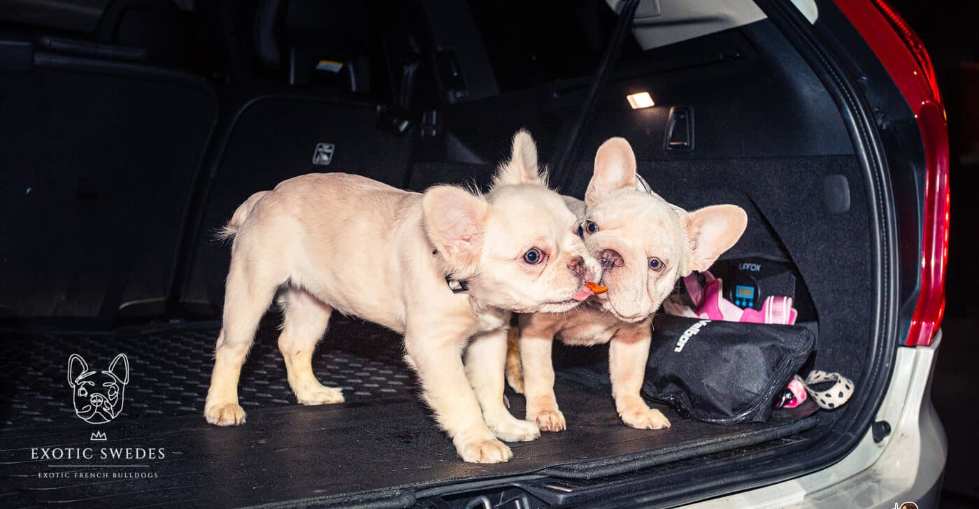 Two French Bulldog puppies in the boot of a car