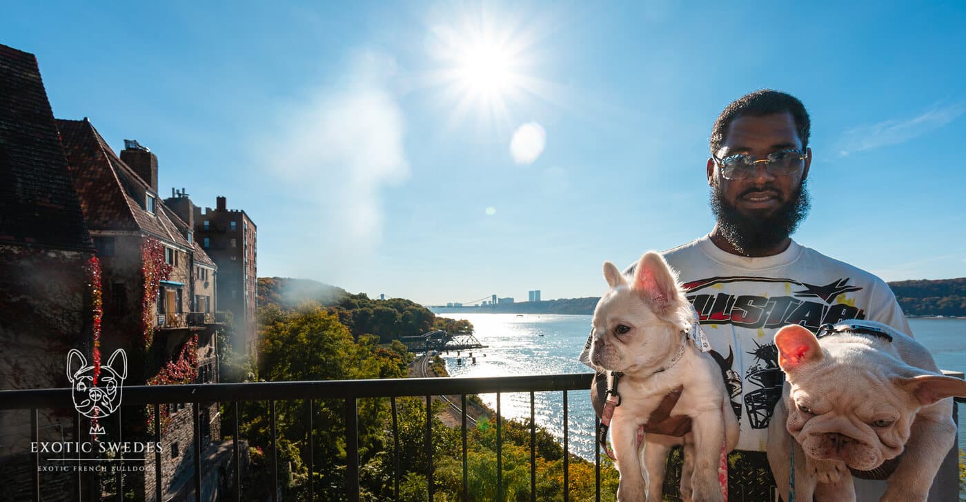 Both puppies on a balcony above the Hudson River