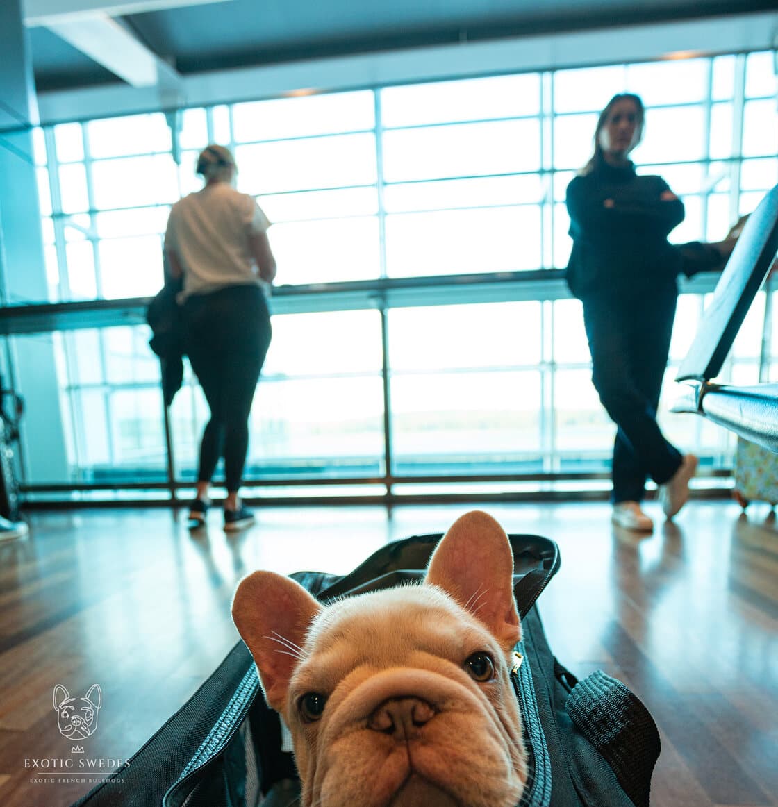 A French Bulldog puppy in a soft travel carrier at the airport