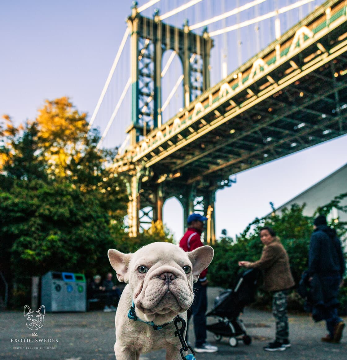 Buttercup Baby and Joy Boy in New York